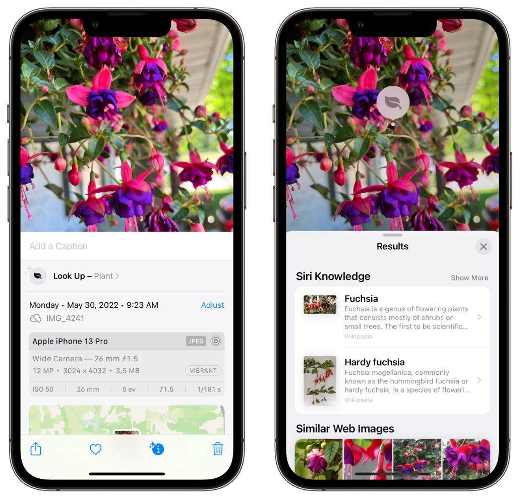 新化苹果手机维修分享小技巧：使用 iPhone 相机识别花卉植物 